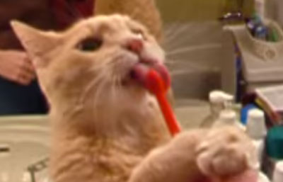 Cats need to brush too.